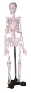 Wellton Healthcare Mini Skeleton Medical Model