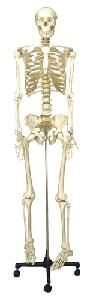 Wellton Healthcare Human Skeleton Medical Models